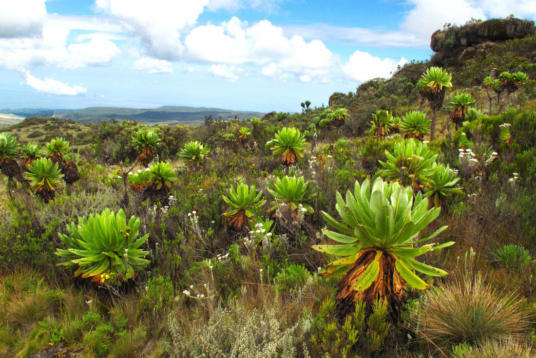 Noah Jigsaw Puzzle Hiking in Mount Elgon, Uganda, Africa 2000 pieces