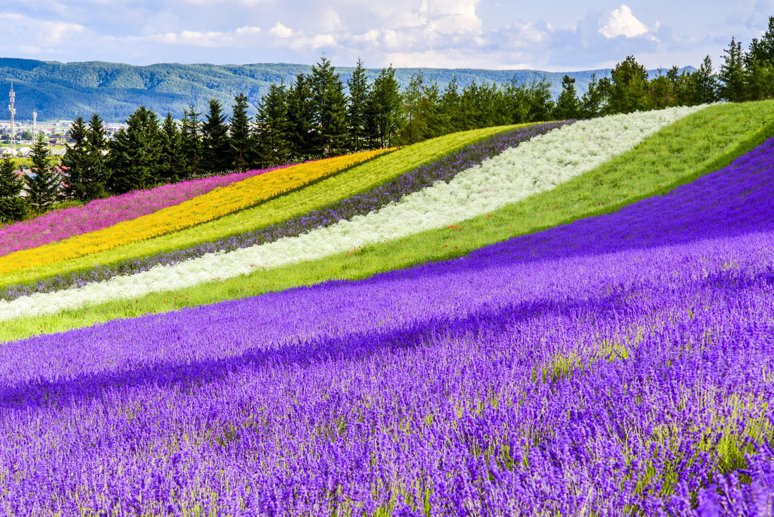 Feld Irodori, Tomita Farm, Furano, Japan. It is the famous and beautiful flower fields in Hokkaido 2000pc Puzzle