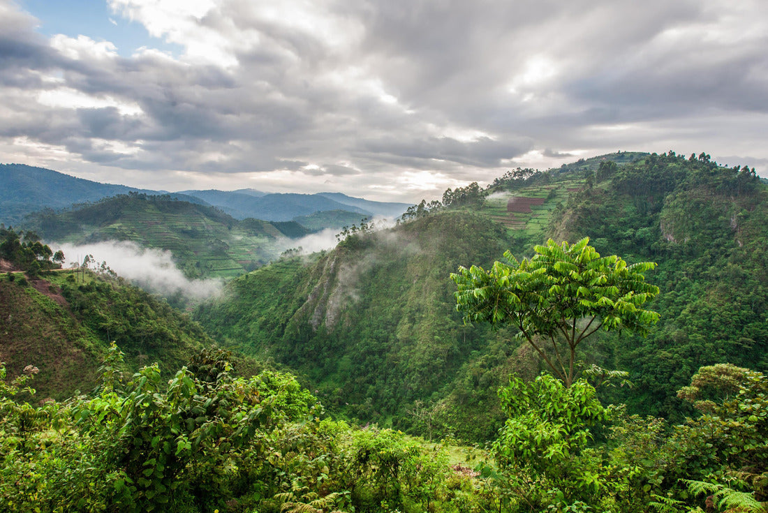Noah Jigsaw Puzzle Beautiful landscape in southwestern Uganda, at the Bwindi Impenetrable Forest National Park, on the borders of Uganda, Congo and Rwanda. The Bwindi National Park is home to the mountain gorillas 2000 pieces