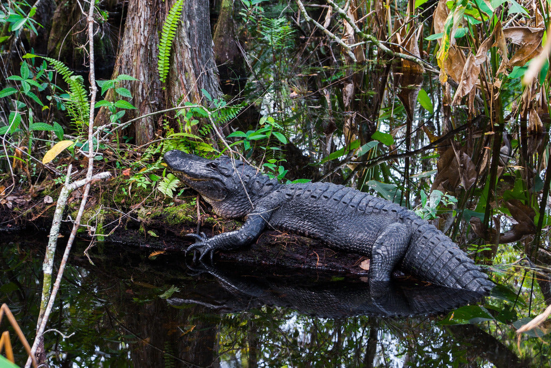 Noah Jigsaw Puzzle Alligator at Everglades National Park, Florida 2000 pieces