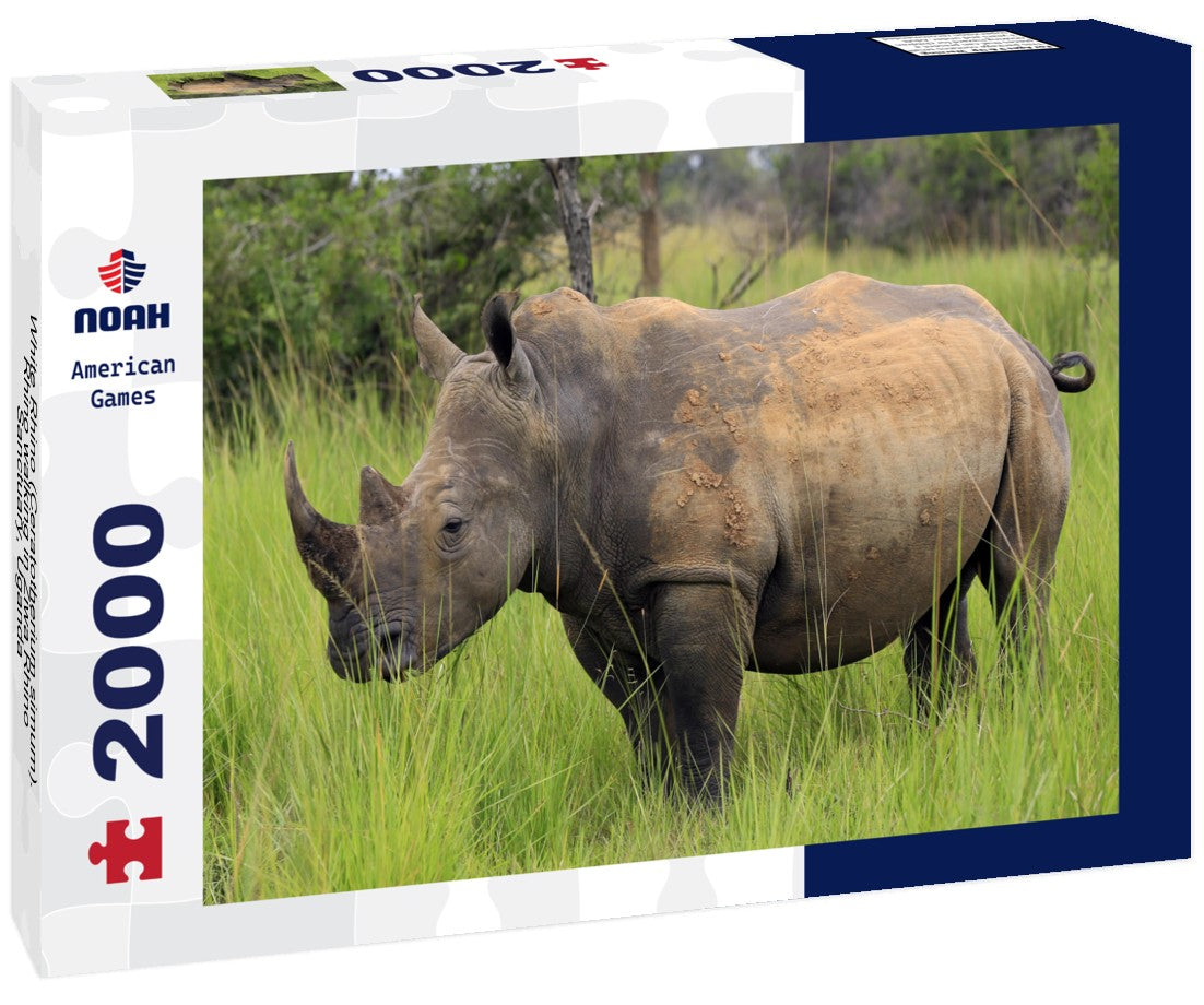 Noah Jigsaw Puzzle White Rhino (Ceratotherium simum). Rhino walking in Ziwa Rhino Sanctuary, Uganda 2000 pieces