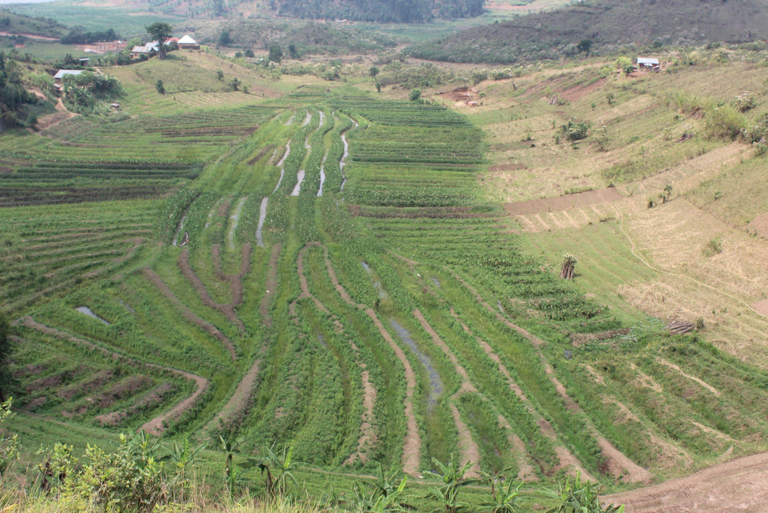 Swamp farming in the southwestern Uganda, Africa 2000pc Puzzle