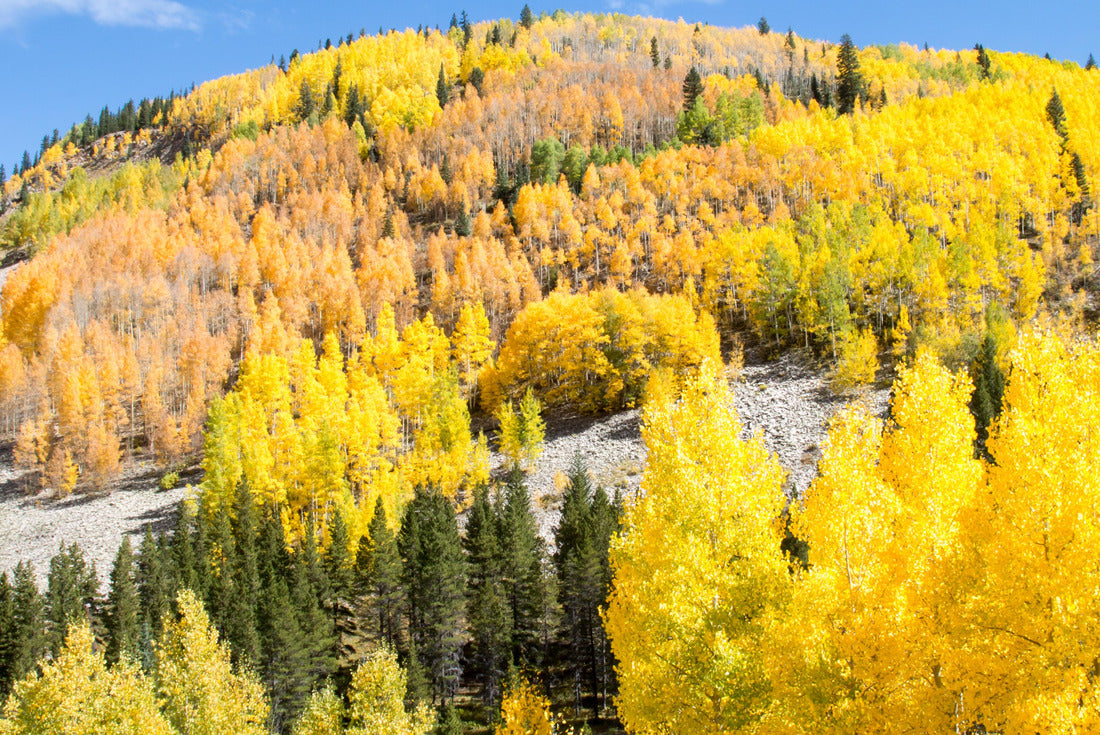 Bright yellow and gold aspen on a hilltop in Colorado 2000pc Puzzle