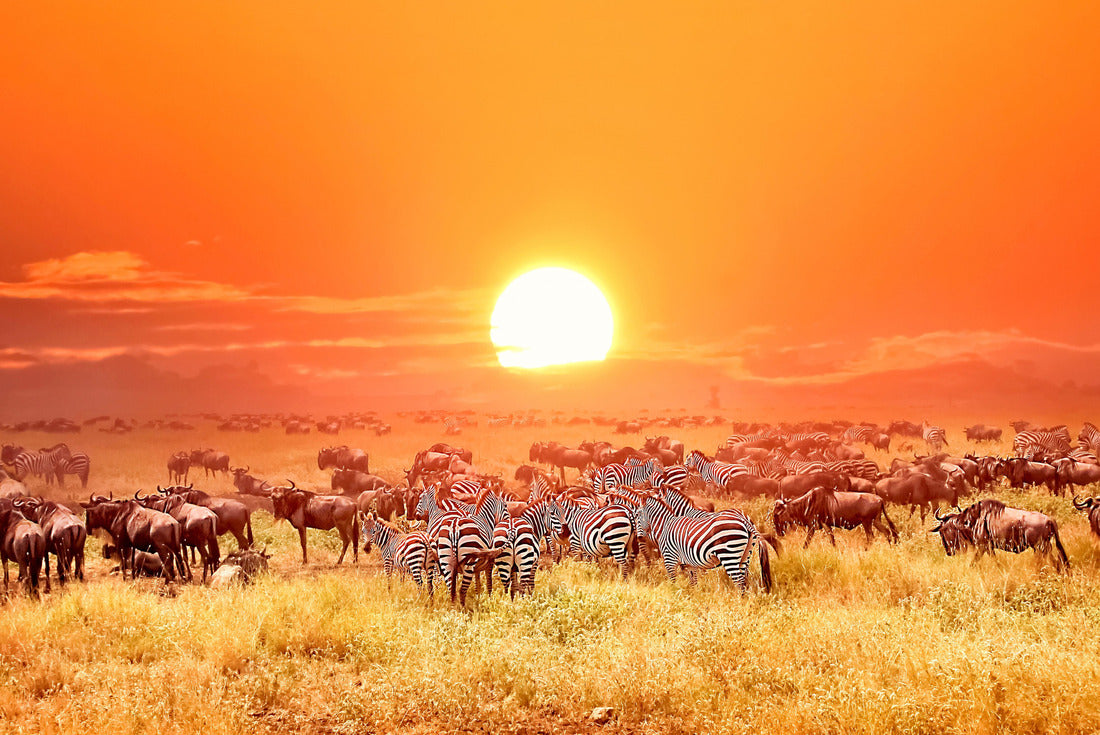 Zebras and antelopes in Serengeti National Park. Sunset. Tanzania. Africa 2000pc Puzzle