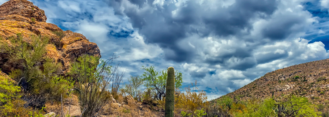 Noah Jigsaw Puzzle desert landscape in Saguaro National Park panorama 1000 pieces