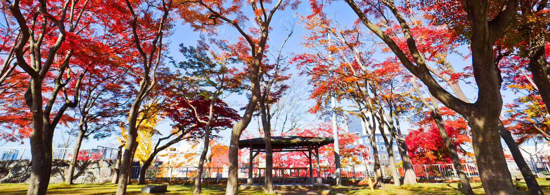 Noah Jigsaw Puzzle Morioka Castle Park in autumn, Morioka city, Iwate, Japan panorama 1000 pieces