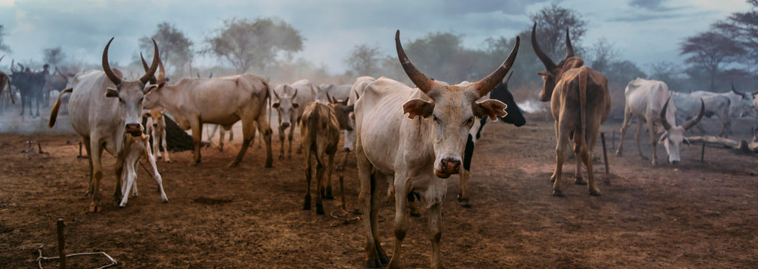 Noah Jigsaw Puzzle Herd of white Ankole Watusi cows grazing on the tribal pasture of Mundari, against cloudy sunset sky in South Sudan, Africa panorama 1000 pieces
