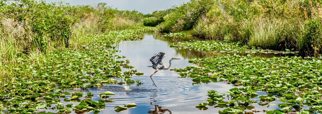 Noah Jigsaw Puzzle Bird flying over the swamp in Everglades national park in Florida panorama 1000 pieces