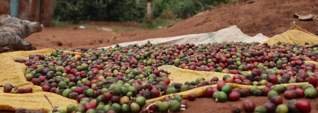 Noah Jigsaw Puzzle Coffee beans in African village, Uganda panorama 1000 pieces
