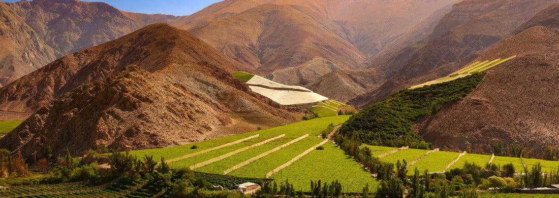 Noah Jigsaw Puzzle Vineyards under the hills of the Valle del Elqui - Chile panorama 1000 pieces