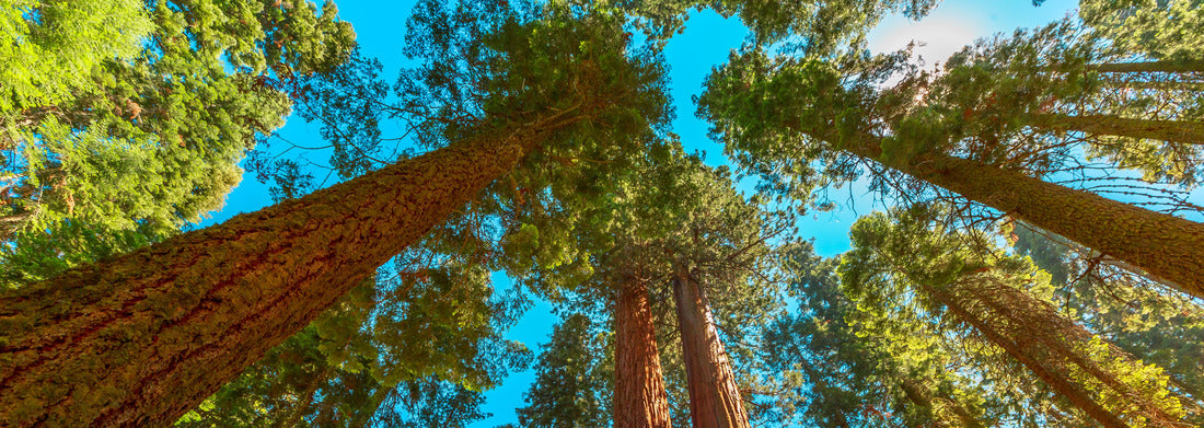 Noah Jigsaw Puzzle Sequoia National Park 360 degrees panorama in the Sierra Nevada in California, United States of America. Sequoia NP is famous for its large amount of largest sequoia trees in the world panorama 1000 pieces