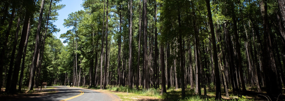 Noah Jigsaw Puzzle Open road in Congaree National Park entrance panorama 1000 pieces