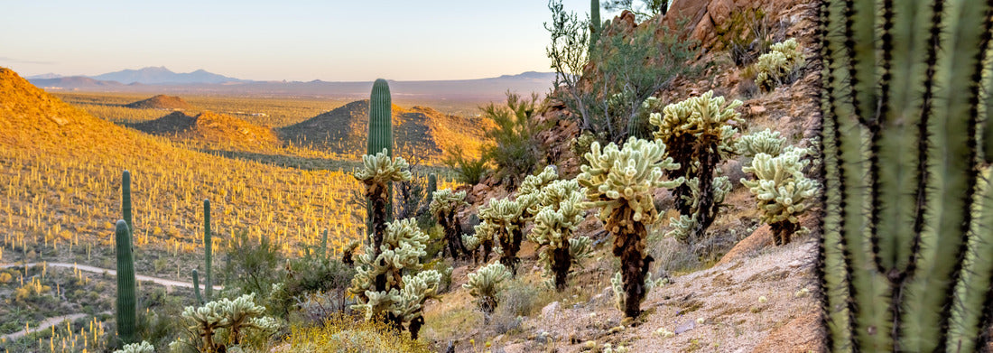 Noah Jigsaw Puzzle Sunset at Saguaro National Park West panorama 1000 pieces