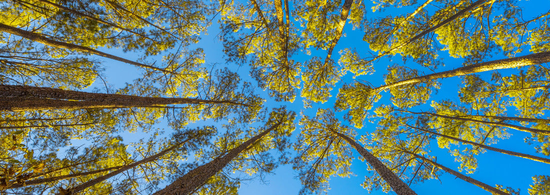 Noah Jigsaw Puzzle Congaree National Park of the US panorama 1000 pieces
