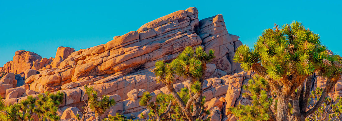Noah Jigsaw Puzzle A grove of Joshua Trees fill a desert meadow in front of dramatic layered rocks in Joshua Tree National Park panorama 1000 pieces