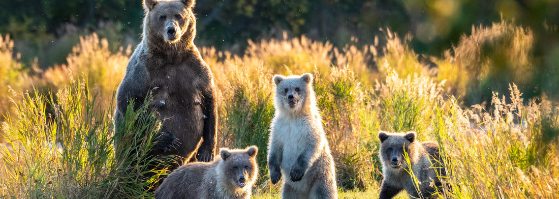 Noah Jigsaw Puzzle Brown bear family next to the Brooks River, fall landscape, Katmai National Park, Alaska panorama 1000 pieces
