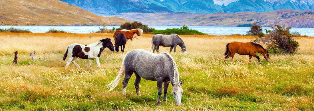 Noah Jigsaw Puzzle Torres del Paine National Park in Chile. Herd of wild horses grazing on the yellow grass. Laguna Azul is a mountain lake near three rocks panorama 1000 pieces