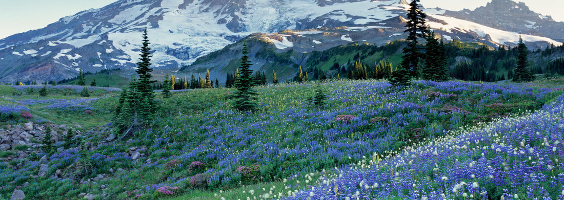 Noah Jigsaw Puzzle Washington State, Mount Rainier National Park, Lupine and Bistort meadow on Mazama Ridge panorama 1000 pieces