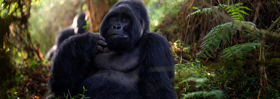 Noah Jigsaw Puzzle Mountain Gorilla, Mgahinga National Park in Uganda. Close-up of the wild, large black silverback gorilla in the forest, Africa panorama 1000 pieces