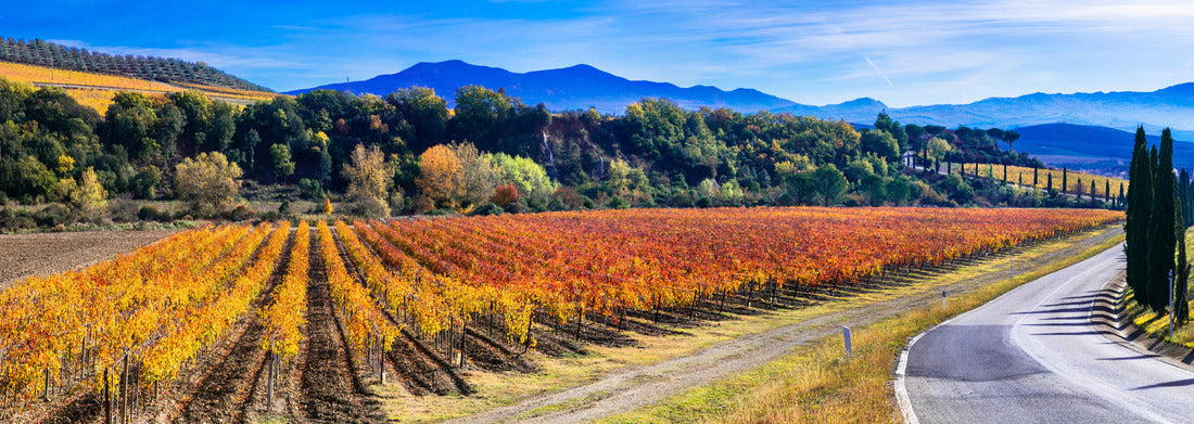 Noah Jigsaw Puzzle Traditional landscape and landscapes of beautiful Tuscany. Vineyards in golden colors and cypress trees. Italy panorama 1000 pieces