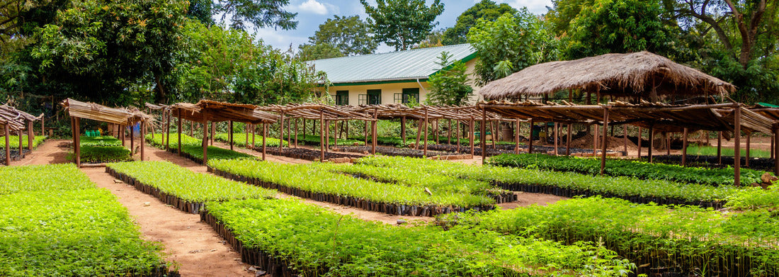 Noah Jigsaw Puzzle Tree planting Uganda, this is a plantation where many seedlings are grown with wooden racks to protect them against rain and sun panorama 1000 pieces
