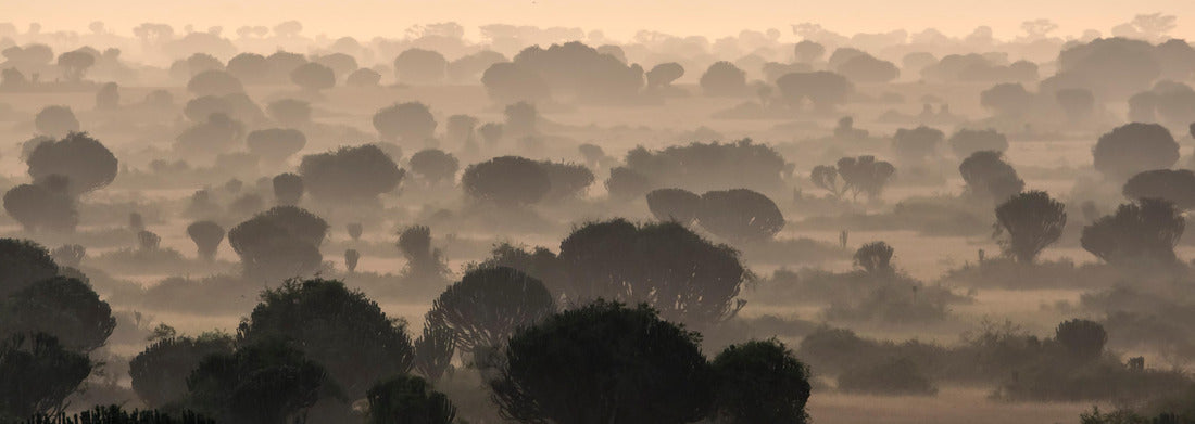 Noah Jigsaw Puzzle Morning haze on the Euphorbia savanna in Queen Elisabeth National Park, Uganda panorama 1000 pieces