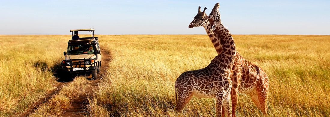 Noah Jigsaw Puzzle Wild giraffes in African savannah. Tanzania. Serengeti National Park panorama 1000 pieces