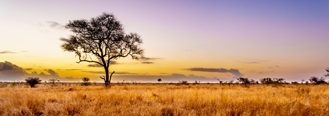 Noah Jigsaw Puzzle Sunrise over savannah and grass plains in the central Kruger National Park in South Africa panorama 1000 pieces