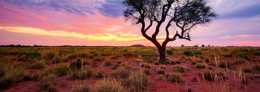 Noah Jigsaw Puzzle A Hakea tree stands alone in the Australian outback during sunset. Pilbara region, Western Australia, Australia panorama 1000 pieces