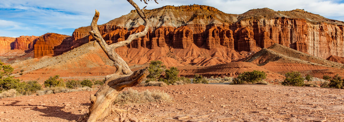 Noah Jigsaw Puzzle Old single tree in Capitol Reef National Park, Utah panorama 1000 pieces