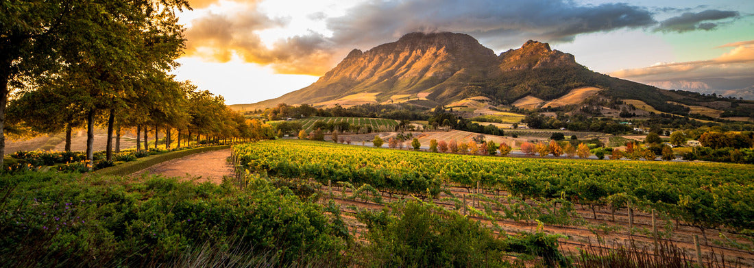 Noah Jigsaw Puzzle Wine region near Stellenbosch with view of Simonsberg in South Africa panorama 1000 pieces