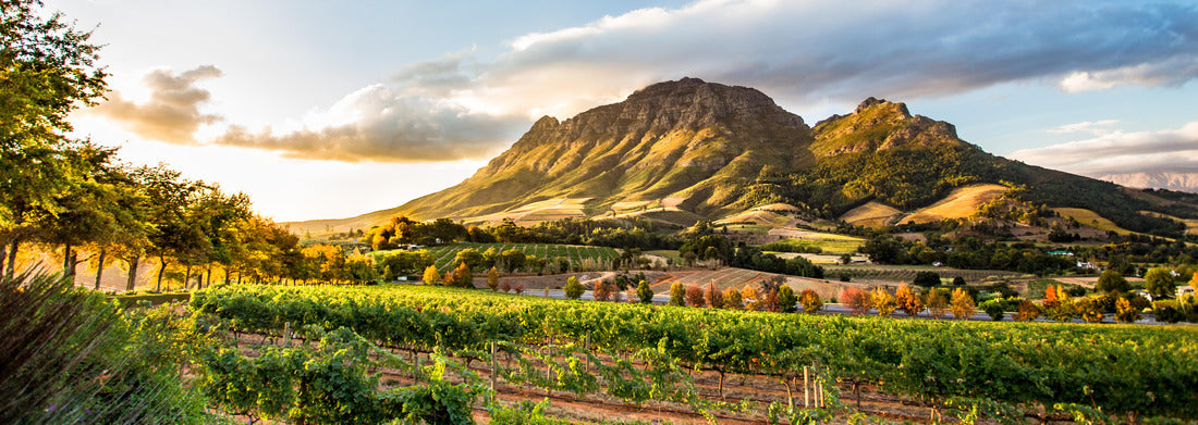 Noah Jigsaw Puzzle Wine region near Stellenbosch with view of Simonsberg Mountain in South Africa panorama 1000 pieces