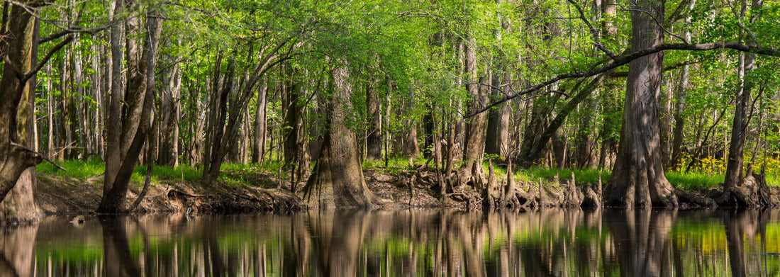 Noah Jigsaw Puzzle Tall Trees Reflected on Waters Edge, Cedar Creek Congaree National Park, Cypress and Loblolly Pine panorama 1000 pieces