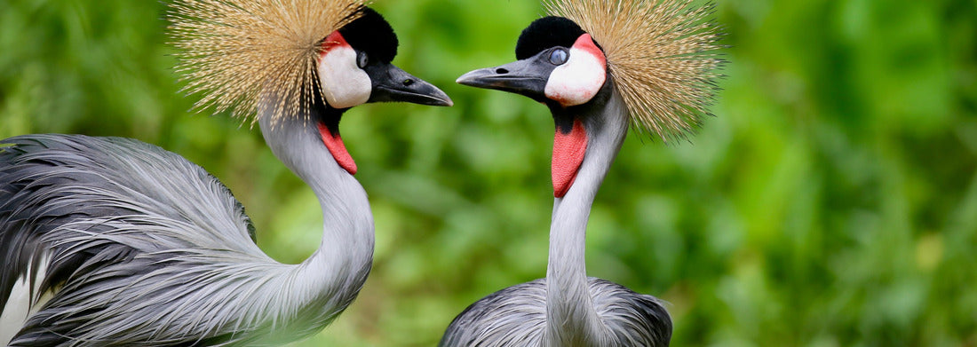 Noah Jigsaw Puzzle Birds in Uganda - The gray crane panorama 1000 pieces