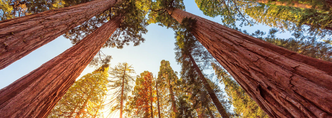 Noah Jigsaw Puzzle Giant Sequoias Forest. Sequoia National Park in California Sierra Nevada Mountains, USA panorama 1000 pieces