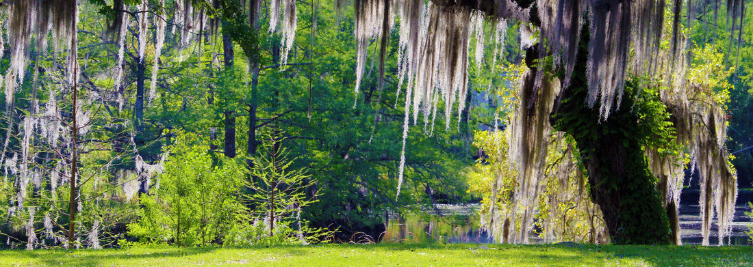 Noah Jigsaw Puzzle Mossy Oak Tree - Slidell, Louisiana north of New Orleans and Lake Pontchartrain on Bayou Liberty - swamp landscape scene panorama 1000 pieces