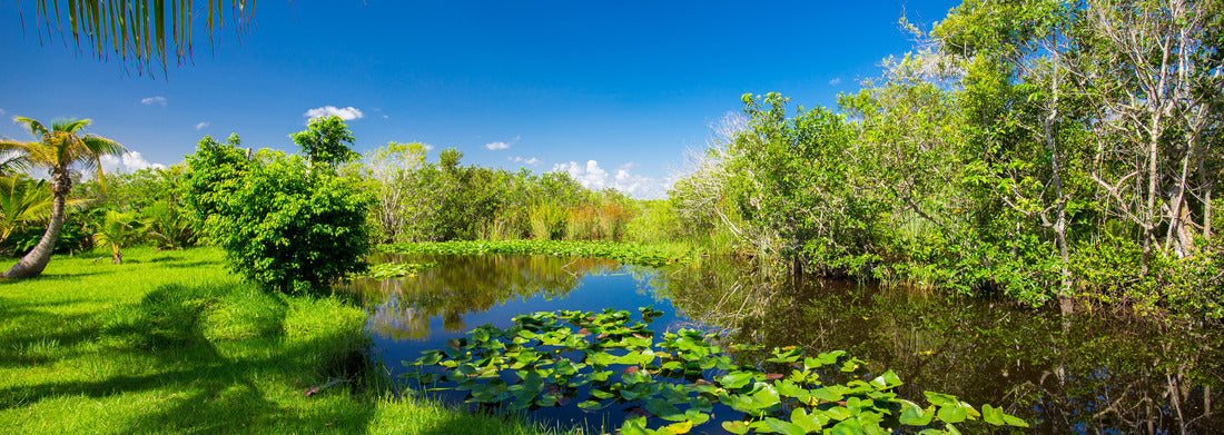Noah Jigsaw Puzzle Swamp and grass. Water and tree. Everglades National Park. Florida. USA panorama 1000 pieces