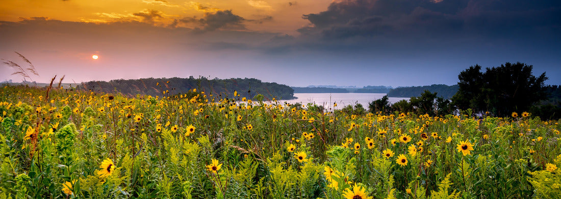 Noah Jigsaw Puzzle Wildflowers at sunset over the lake in Minnesota panorama 1000 pieces