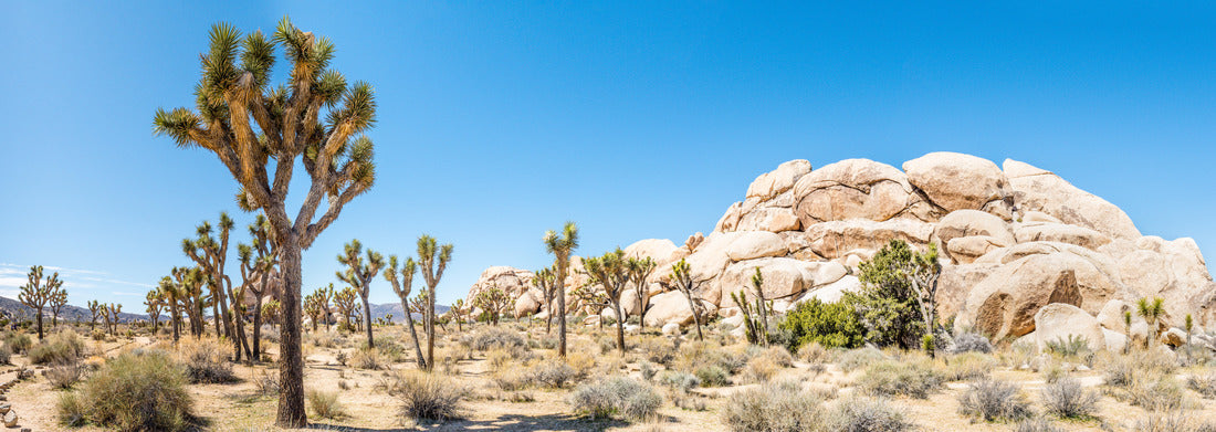 Noah Jigsaw Puzzle Joshua trees (Yucca brevifolia) in Hall of Horrors area of Joshua Tree National Park, California panorama 1000 pieces
