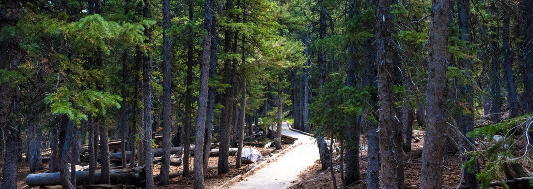 Noah Jigsaw Puzzle A trail inside Great Basin National Park panorama 1000 pieces