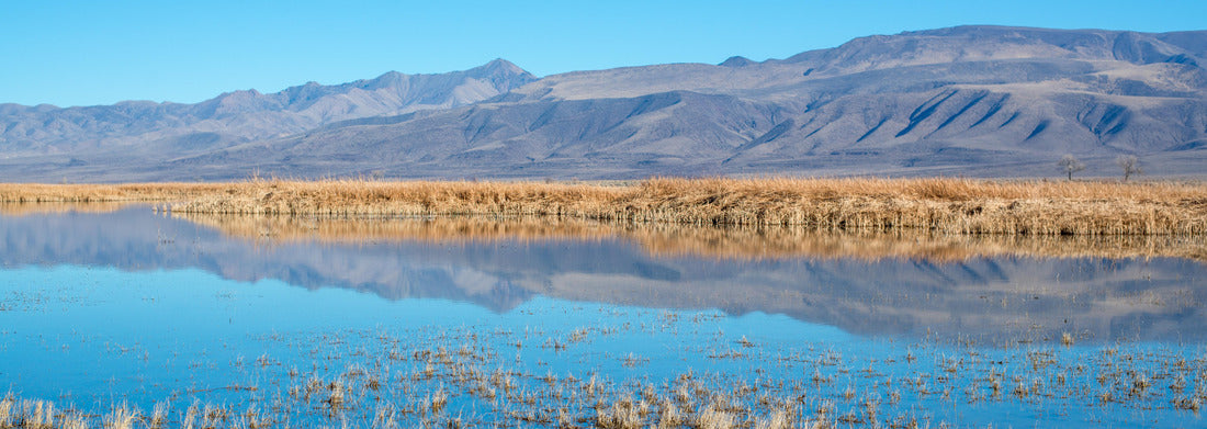 Noah Jigsaw Puzzle USA, Nevada, Churchill County, Stillwater National Wildlife Refuge. Strong blue yellow color contrast in the reflection of Foxtail Lake reeds panorama 1000 pieces