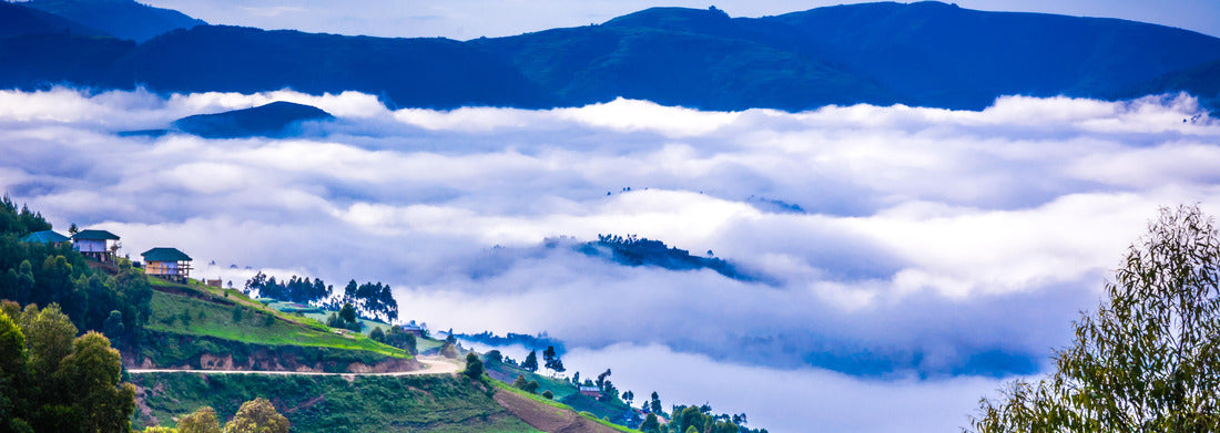 Noah Jigsaw Puzzle Gorilla's of Uganda at Bwindi Nationalpark panorama 1000 pieces