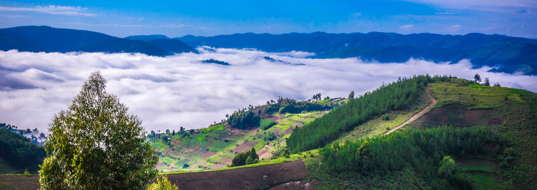 Noah Jigsaw Puzzle Hills of Uganda near Gorilla National Park panorama 1000 pieces