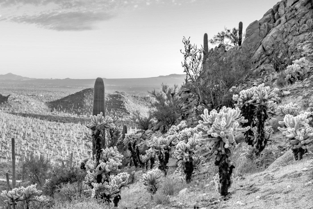 Noah Jigsaw Puzzle Sunset at Saguaro National Park West in black white 2000 pieces
