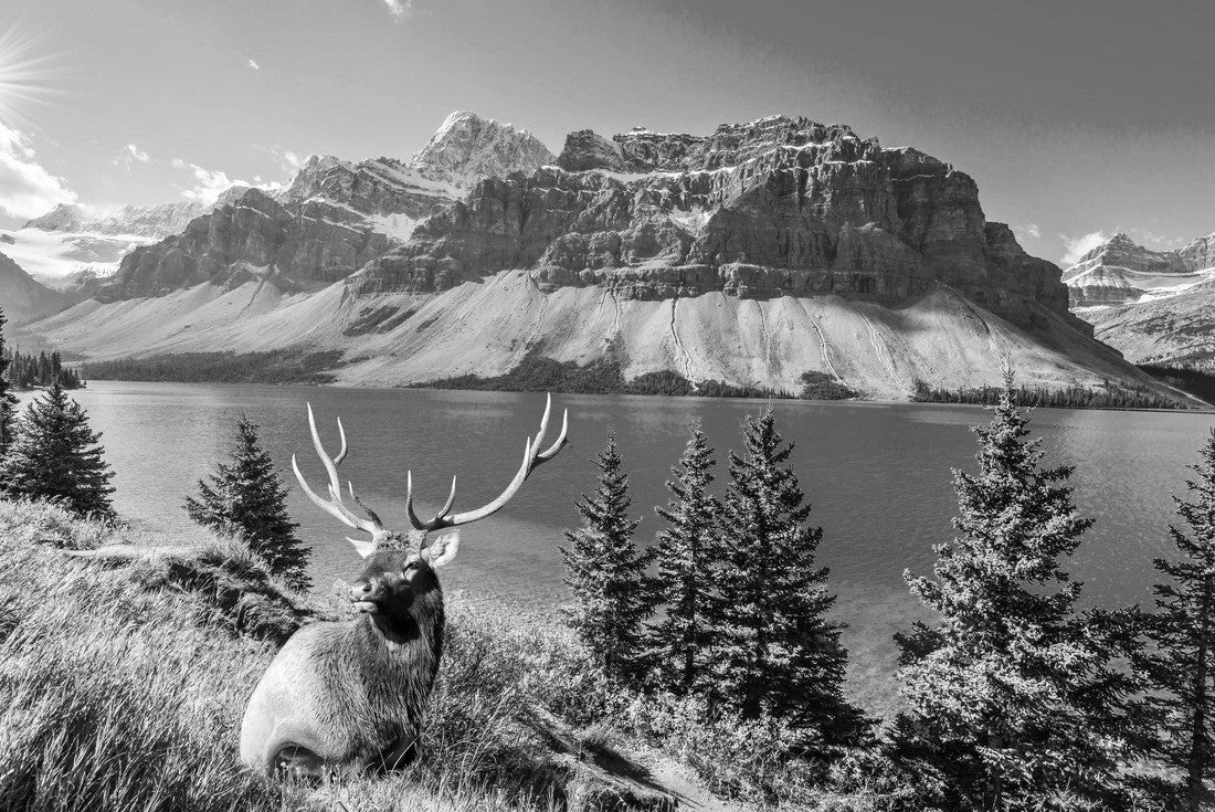 Noah Jigsaw Puzzle The deer with ramified anthrax rests in the tall grass. Pine trees around the glacial lake Bow. The majestic rocky mountains of Canada in black white 2000 pieces