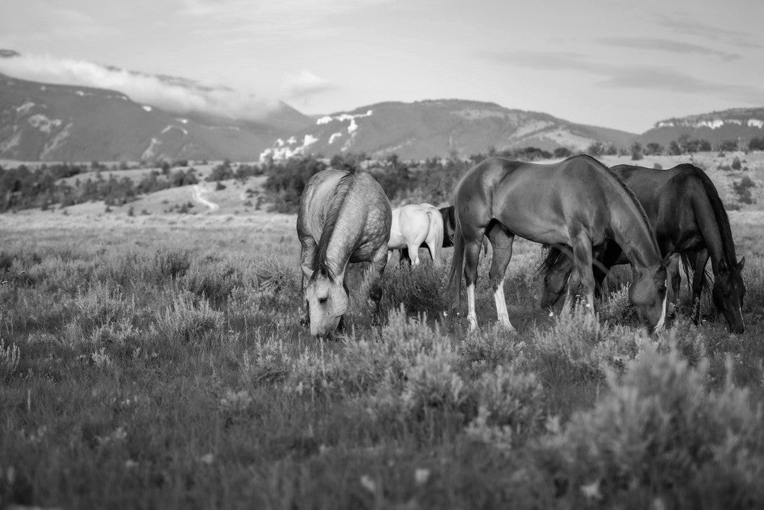 Horses grazing in the wilds of Montana. In front of Pryor mountains in a meadow. Ranch horses in the west Near Lovell Wyoming, and Billings Montana 2000pc PuzzleBlack and White