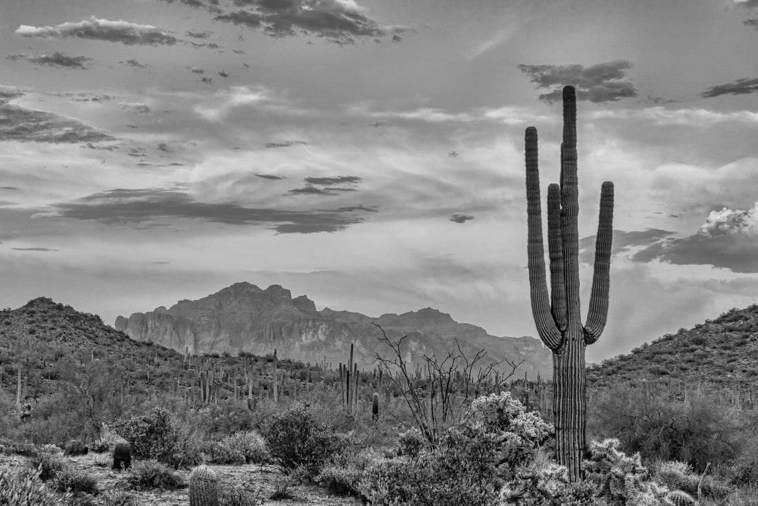 Sunset in the Sonoran Desert near Phoenix, Arizona 2000pc PuzzleBlack and White