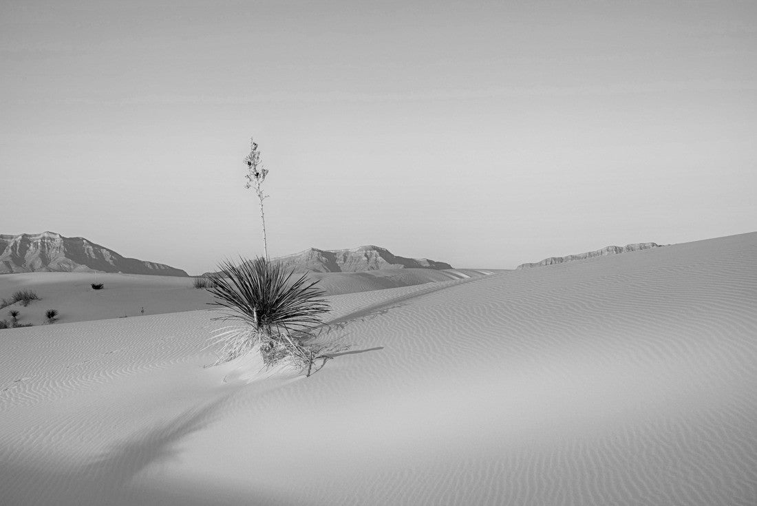 Noah Jigsaw Puzzle Adam's Needle in White Sands National Park in black white 2000 pieces