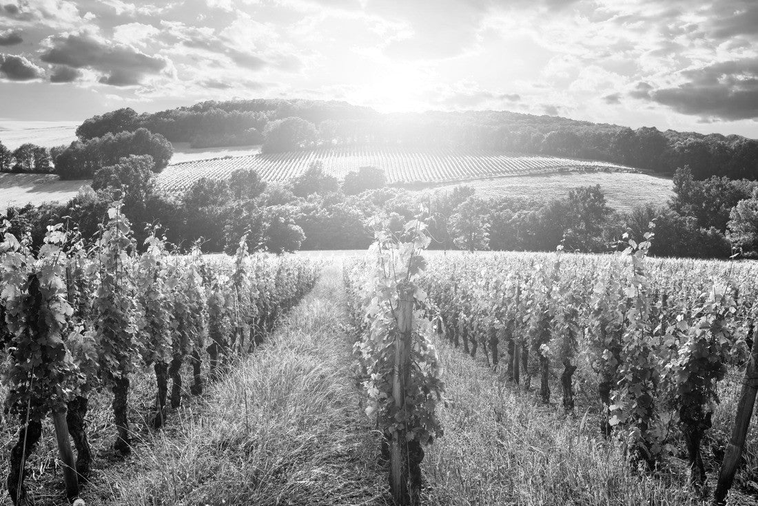 Beautiful vineyard at sunset. Traveling through Tuscany, Italy 2000pc PuzzleBlack and White