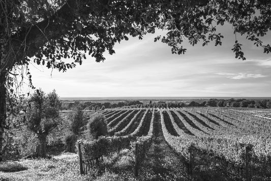 Noah Jigsaw Puzzle Vineyard Bolgheri, olive trees and flowers at sunset. Tree as a frame, autumn season. Landscape in Maremma, Tuscany, Italy in black white 2000 pieces